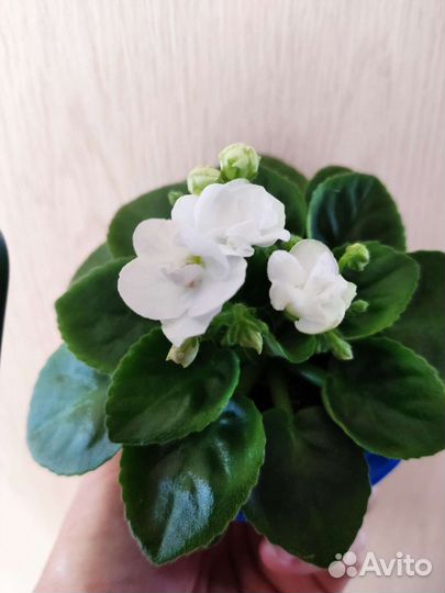 Фиалка - мини