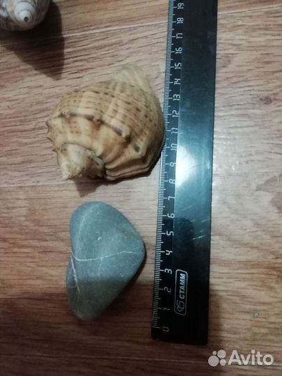 Ракушки для аквариума