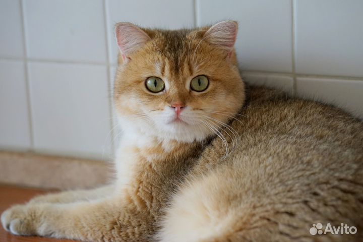 Британский золотой котик