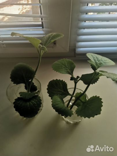 Комнатная мята