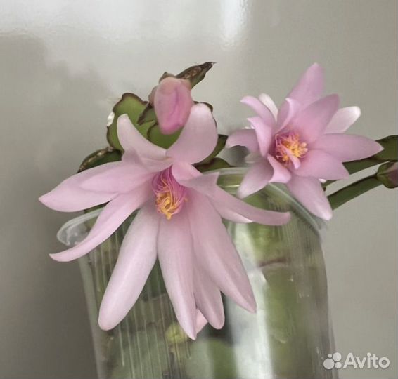 Рипсалидопсис