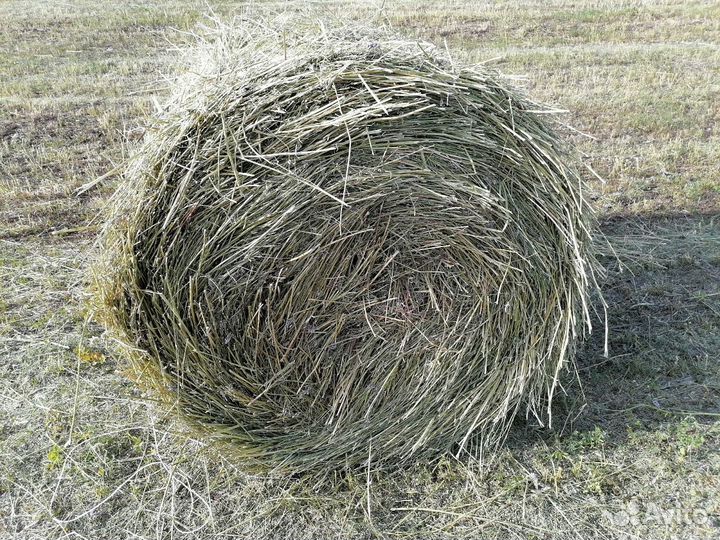 Сено луговое