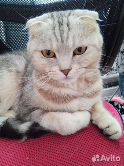 Бесплатно Шотландская вислоухая