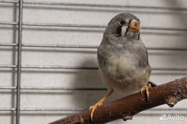 Зебровые амадины