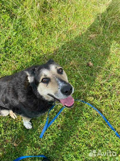 Дружелюбные собачки