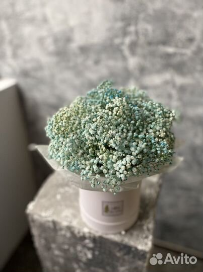 Гипсофила, розовая гипсофила, голубая гипсофила