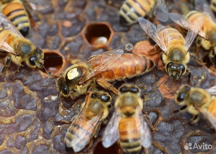 Матки бакфаст