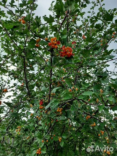 Облепиха, слива, боярка, саженцы