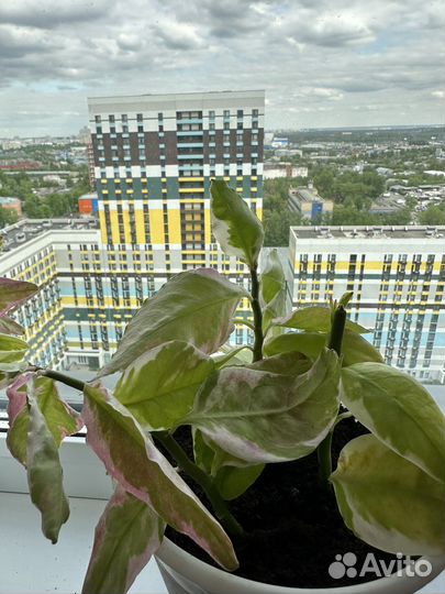 Педилантус