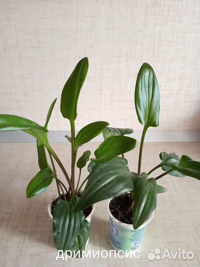 Комнатные цветы