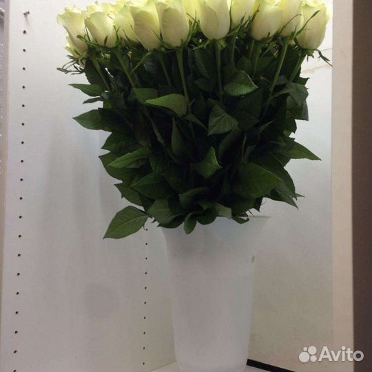 Букет белых роз 35 штук 70 см