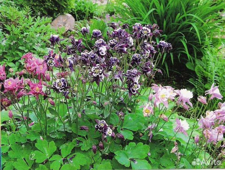 Многолетние садовые растения