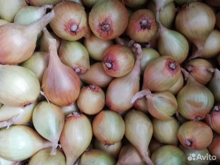 Лук семейный