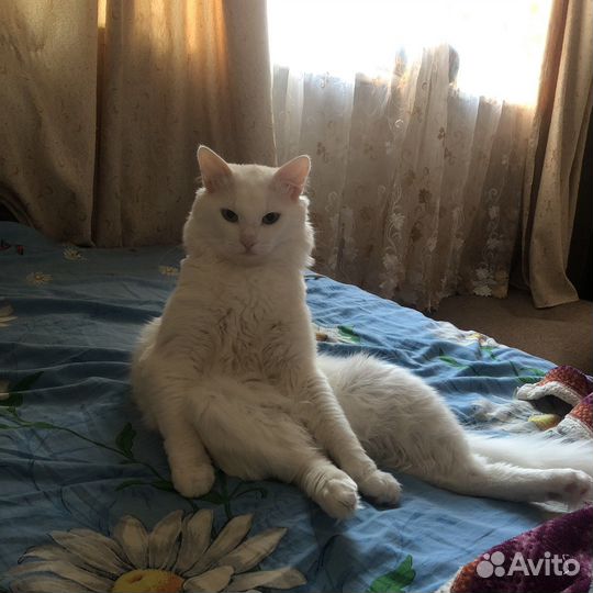 Турецкая ангора
