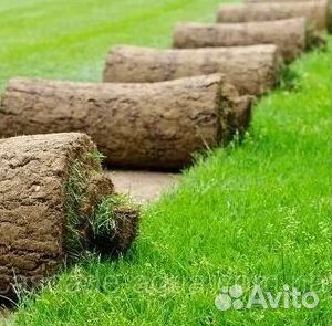 Продажа Рулонного газона
