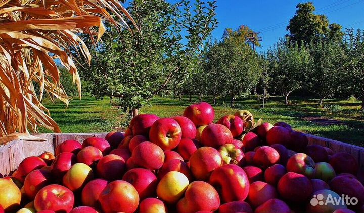 Сборщик яблок вахта