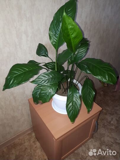 Комнатные цветы