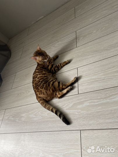 Бенгальская