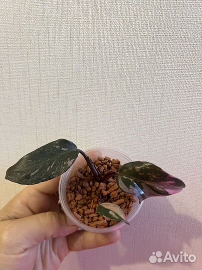 Филодендроны