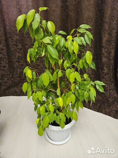 Фикус бенджамина Экзотика