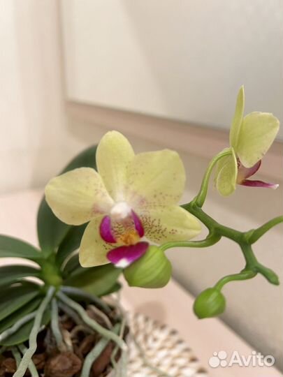 Орхидея фаленопсис