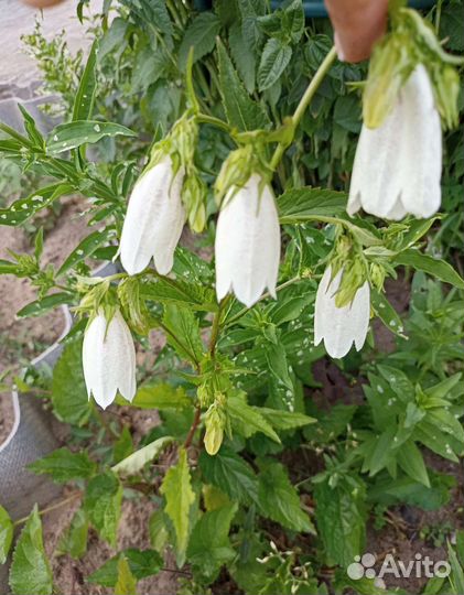 Колокольчик садовый