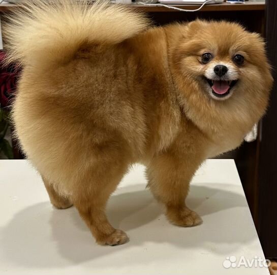 Деаочка Померанский шпиц