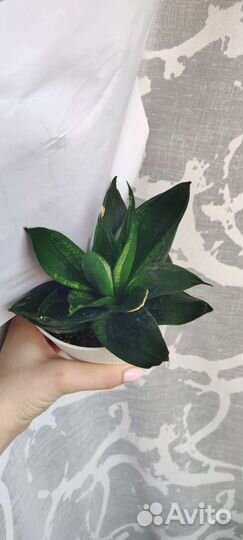 Сансевиерии редкие