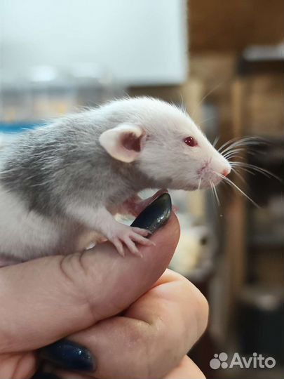 Крысята & мышата