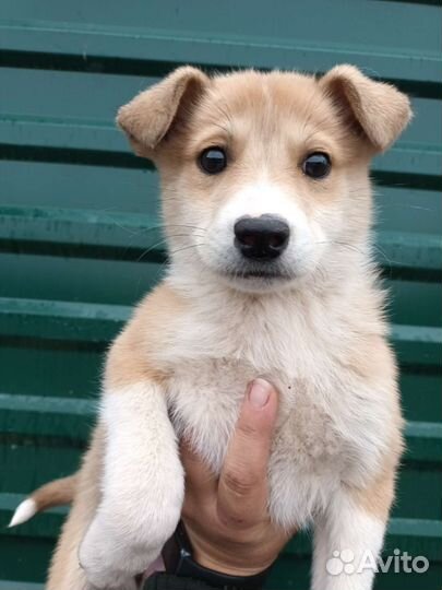 Щенок в добрые руки девочка