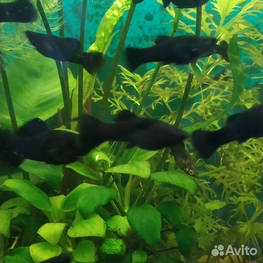 Сомики анциструсы, гуппи, чёрные Молли