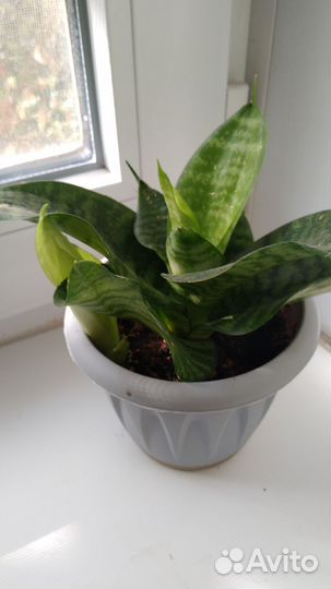 Сансевиерия