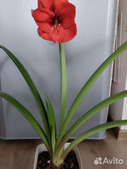 Амариллис