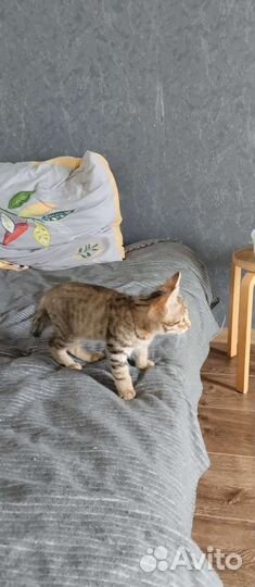 Кошкапродам котёнок-рысёнок мальчик Пикси Боб