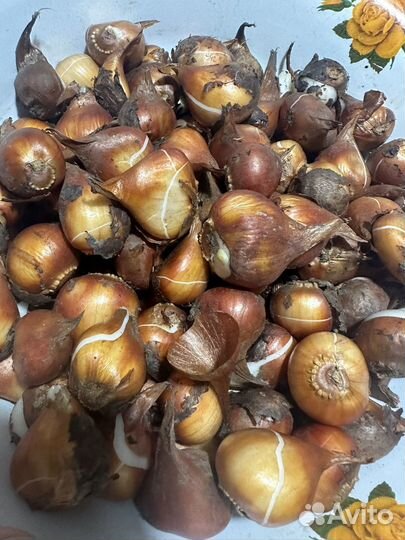 Луковицы тюльпанов