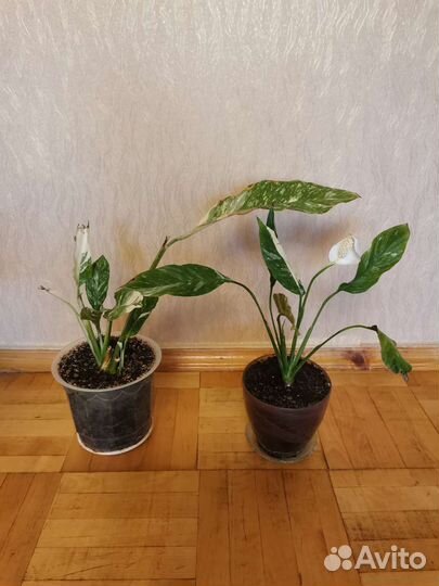 Спатифиллум Даймонд вариегантный