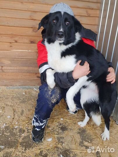 Собака в добрые руки