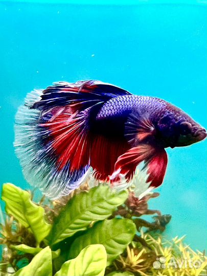 Аквариумные рыбки