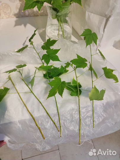 Абутилон черенки