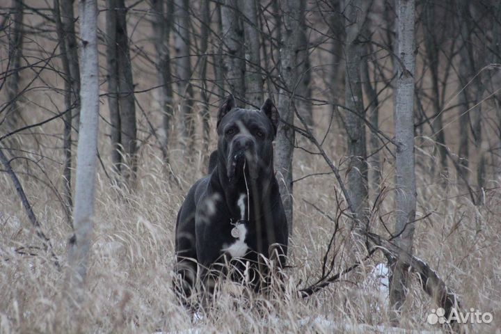 Кане Корсо Вязка