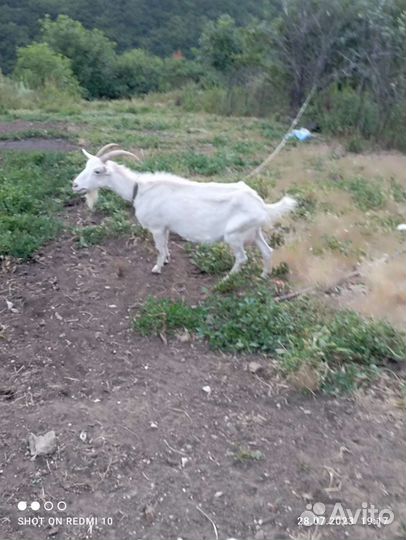 Коза дойная