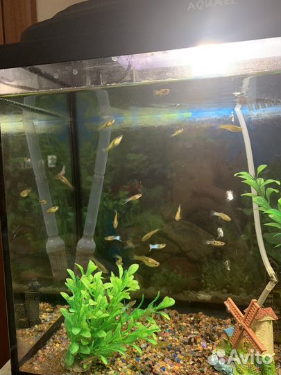 Рыбки гуппи