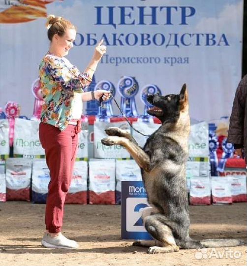 Вязка кобеля