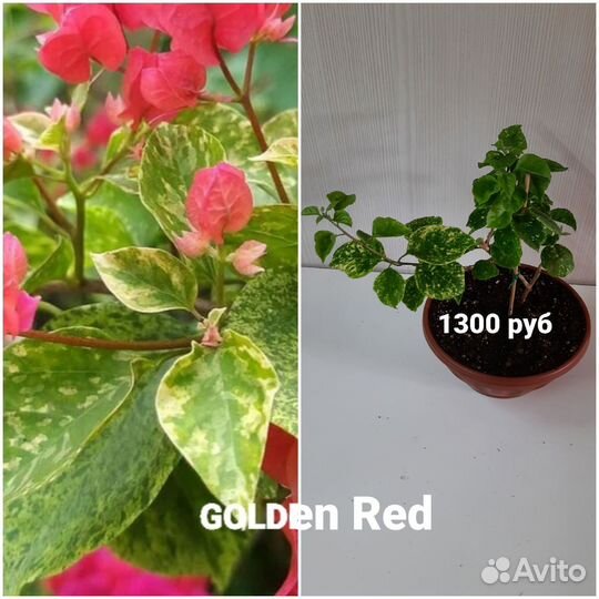 Бугенвиллии кусты