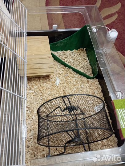 Хомячки, клетка