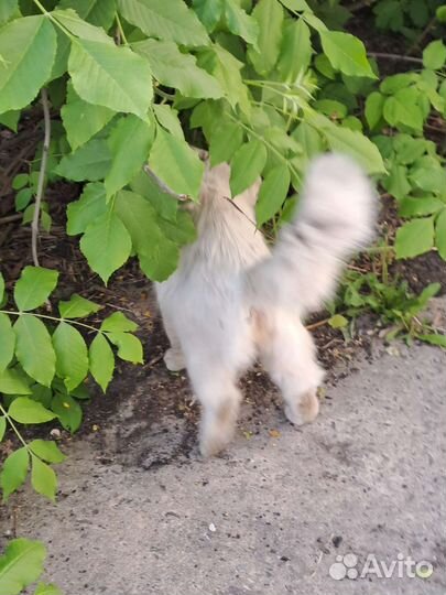 Была найдена кошка(На вид породистая)