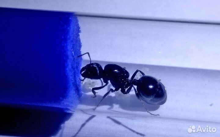 Муравьи жнецы Messor structor + муравьи 15-20 шт