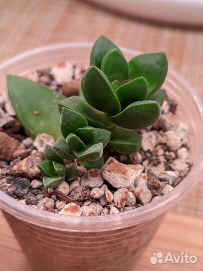 Суккуленты 2