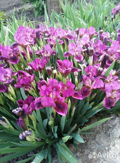 Ирисы карликовые