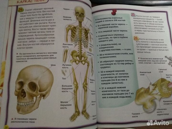 Тело человека 100 фактов